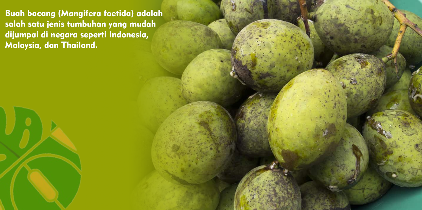 Kandungan Serat Pada Buah Bacang Baik Untuk Melancarkan Sistem Pencernaan